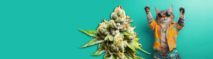 The Ultimate Guide to Cannabis Seeds California 1 The Ultimate Guide to Cannabis Seeds California 1