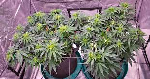 The Ultimate Guide to Cannabis Seeds California 1 The Ultimate Guide to Cannabis Seeds California 1